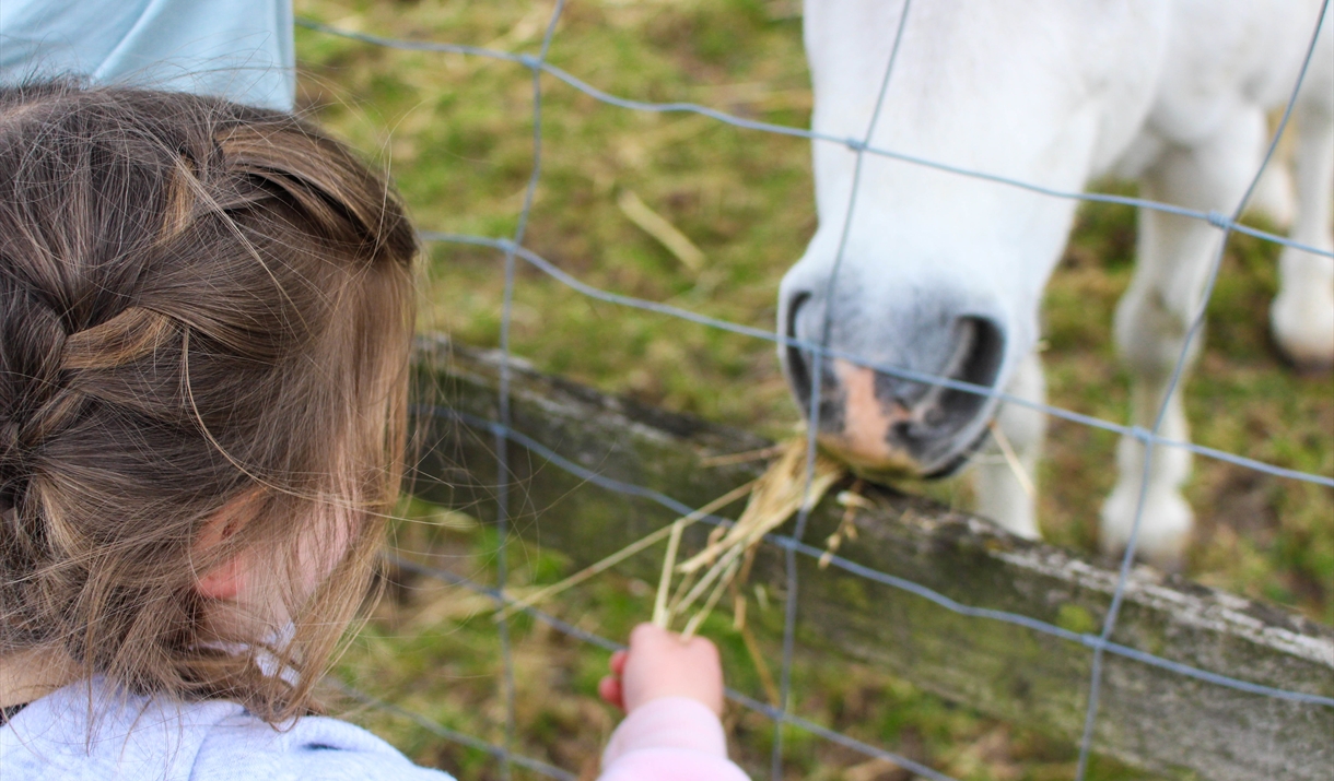 Child feeding a horse
