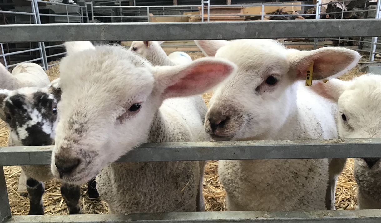 Product Image Product Image