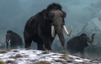 An illustration of 3 woolly mammoths