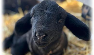Meet a Lamb
