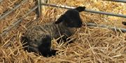 Single Lamb in hay