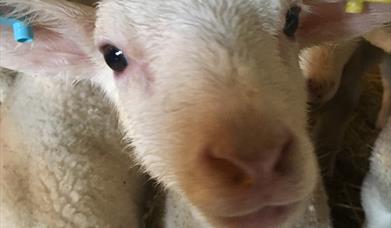 Lamb Season at Layer Marney Tower
