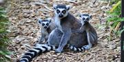 Ring-tailed lemurs at Colchester Zoo (2020)