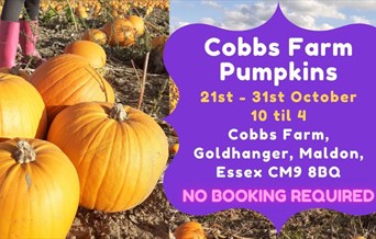 Pumpkin picking at Cobbs Farm