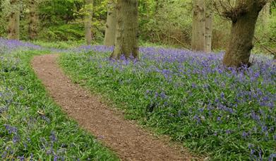 Bluebells in wood