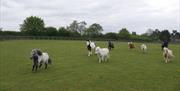 Horses running through the fields