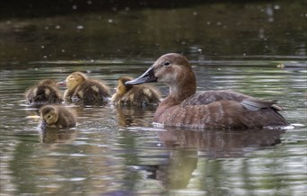 Pochard duck and tiny fluffy ducklings float on the sanctuary garden pond