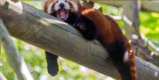 Red Panda at Colchester Zoo (2020)