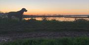 View over the River Crouch at sunset with a large dog looking on.