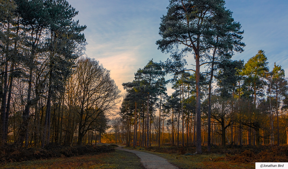 Thorndon Country Park