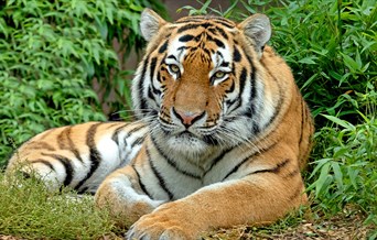 Amur tiger at Colchester Zoo (2021)