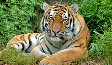 Amur tiger at Colchester Zoo (2021)