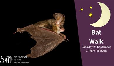 Poster for bat walk with bat flying across black sky and purple moon banner