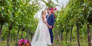 Summertime wedding in the vines