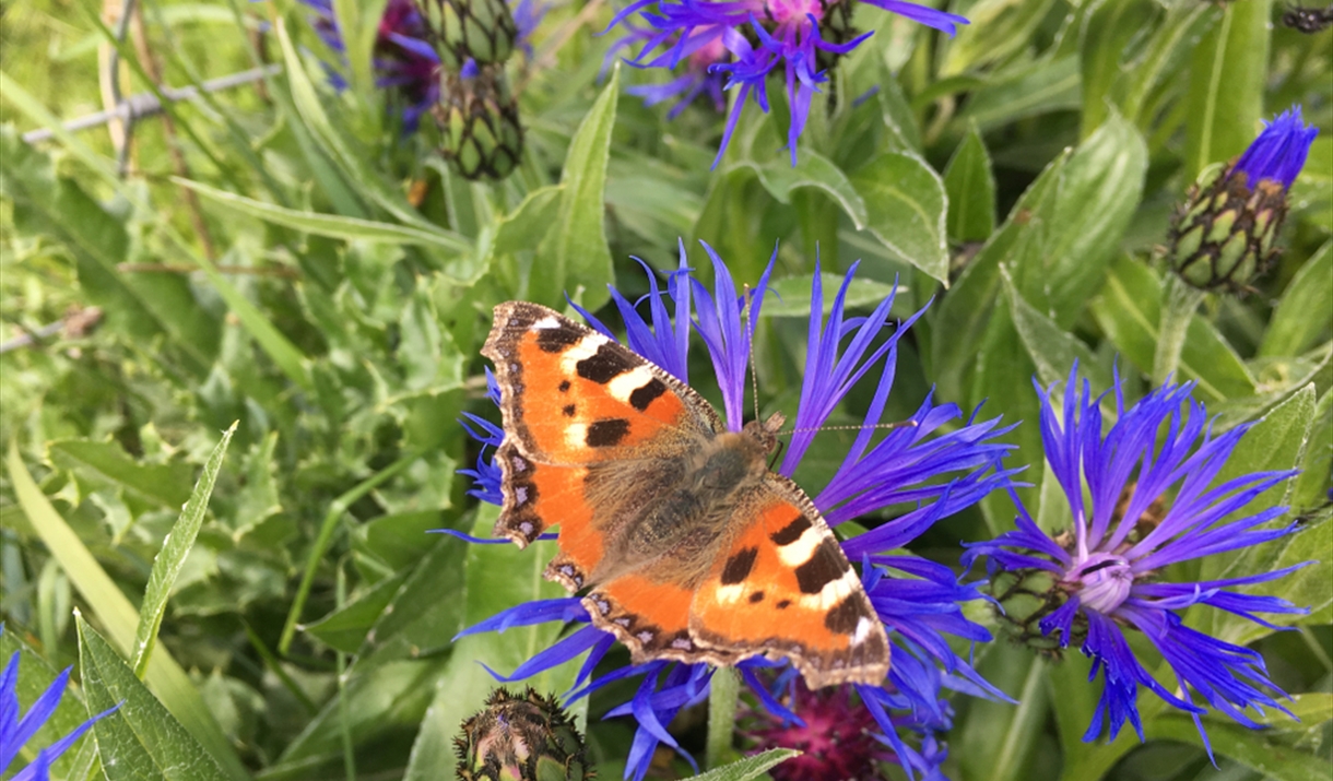 Butterfly Maldon wick meadow