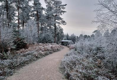 Guest blog: Beat the winter blues at Haldon Forest Park
