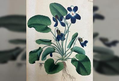 Art of the Book: Illustration in Early Printed Books