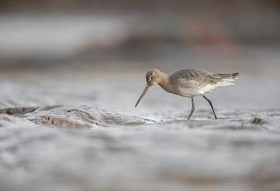 Beginners Bird Watching Guided Walk