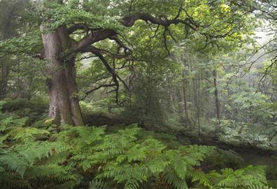 Earth Photo exhibition at Haldon Forest Park