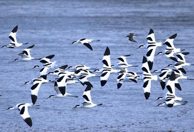 Guided Bird Watching Cruises