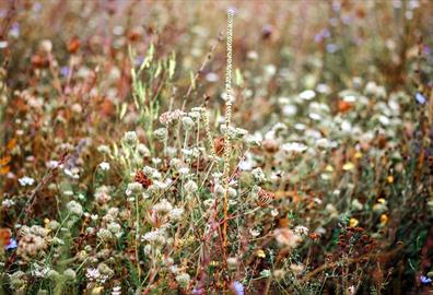 Wildflowers in a field