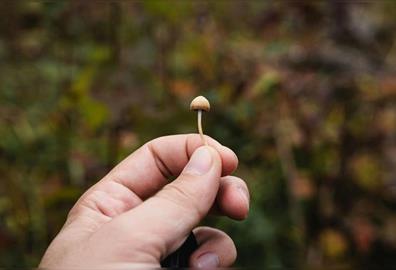 The Wonderful World of Fungi - An Urban Foray on UK Fungus Day