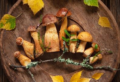 Game Night: A Taste of the Wild