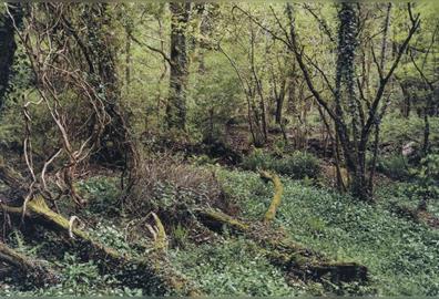 Behind the Scenes: Jem Southam's Photographs