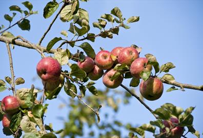 Celebrating Orchards