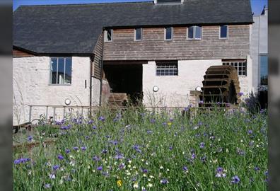 Discover Cricklepit garden: a wildlife retreat in the heart of the city
