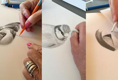 Beauty of birds drawing workshop