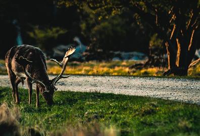 Stag grazing on grass