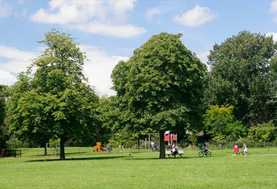 Trees in Bury Meadow