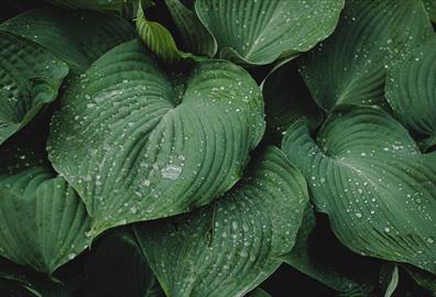 Green plants with water droplets on leaves