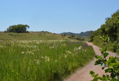 Dawlish Warren Nature Reserve pathway