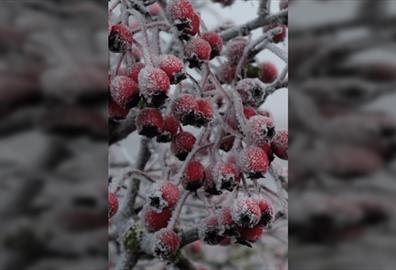 An English History of Christmas