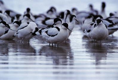 Exe Estuary - Andy Hay