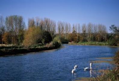 Exeter Canal - with Swans