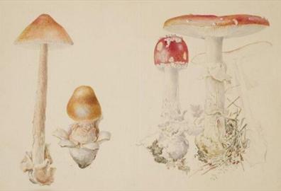 Beatrix Potter and Mycology With V&a Curator of Illustration Annemarie Bilclough