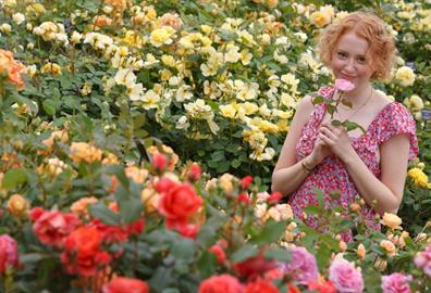 Festival of Roses