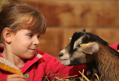 Child with a goat