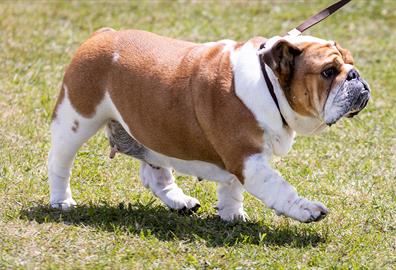 Paignton Dog Show at Westpoint Exeter