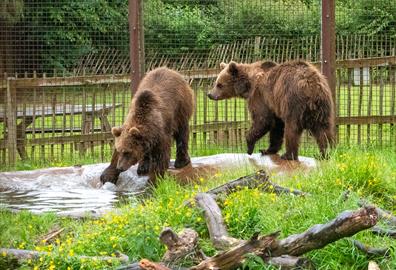 Bears playing at Wildwood Devon