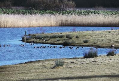 Bowling Green Marsh (c) RSPB