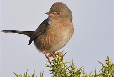 Bird at RSPB Aylesbeare nature reserve