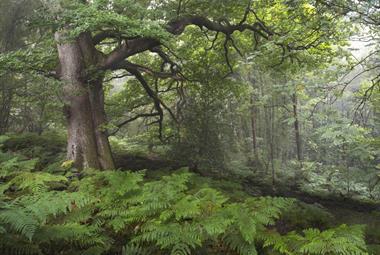 Earth Photo exhibition at Haldon Forest Park