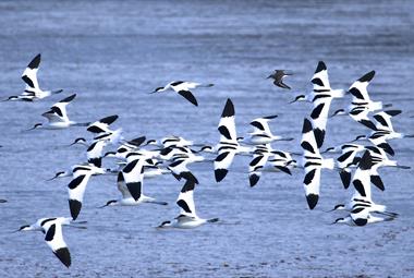 Guided Bird Watching Cruises