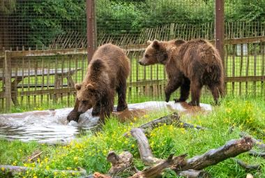Bears playing at Wildwood Devon
