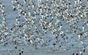Bird Watching cruise
