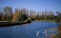 Exeter Canal - with Swans